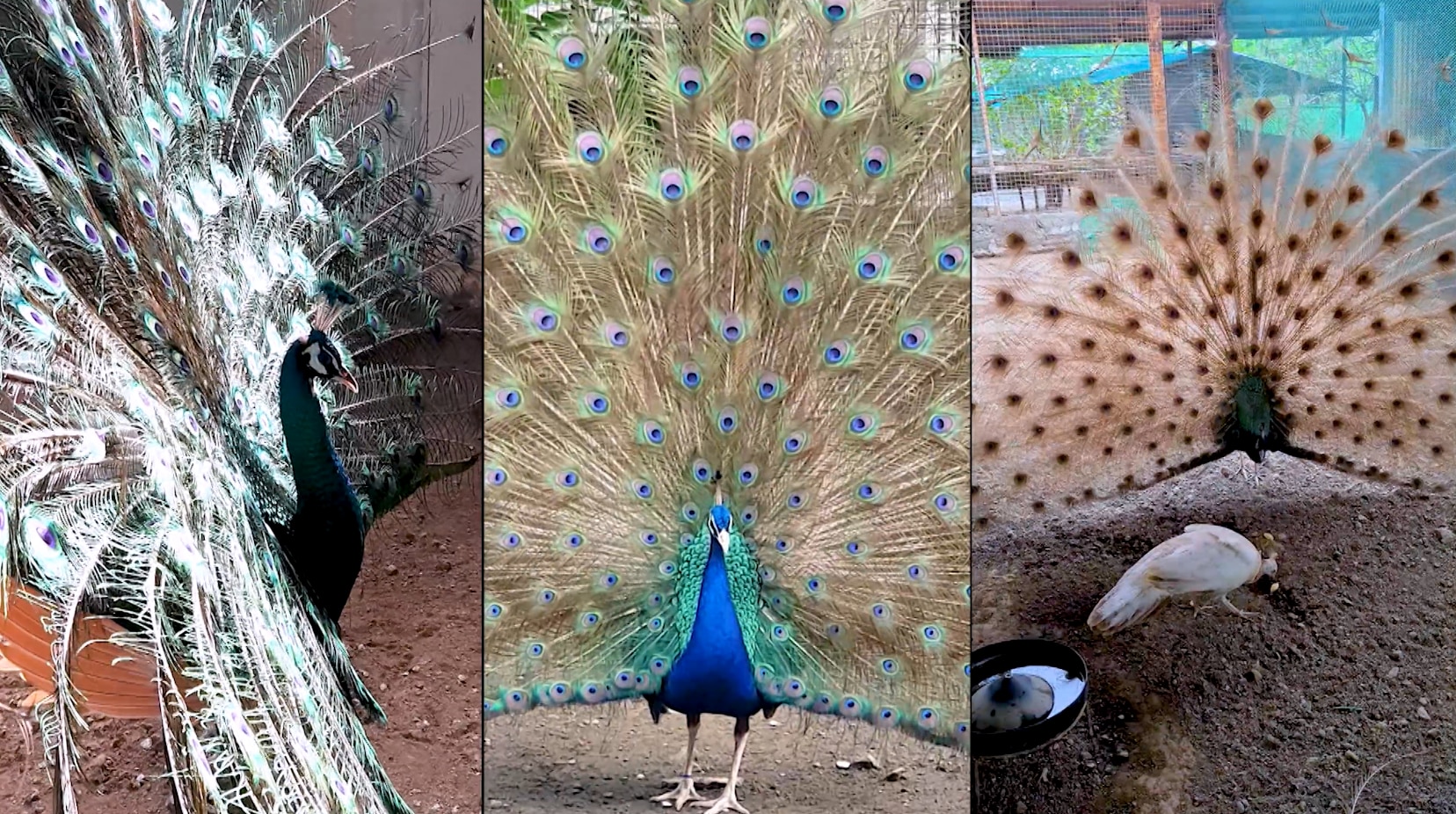 Bird enthusiast displays flashy peacocks in Noli’s “KBYN: Kaagapay Ng Bayan”
