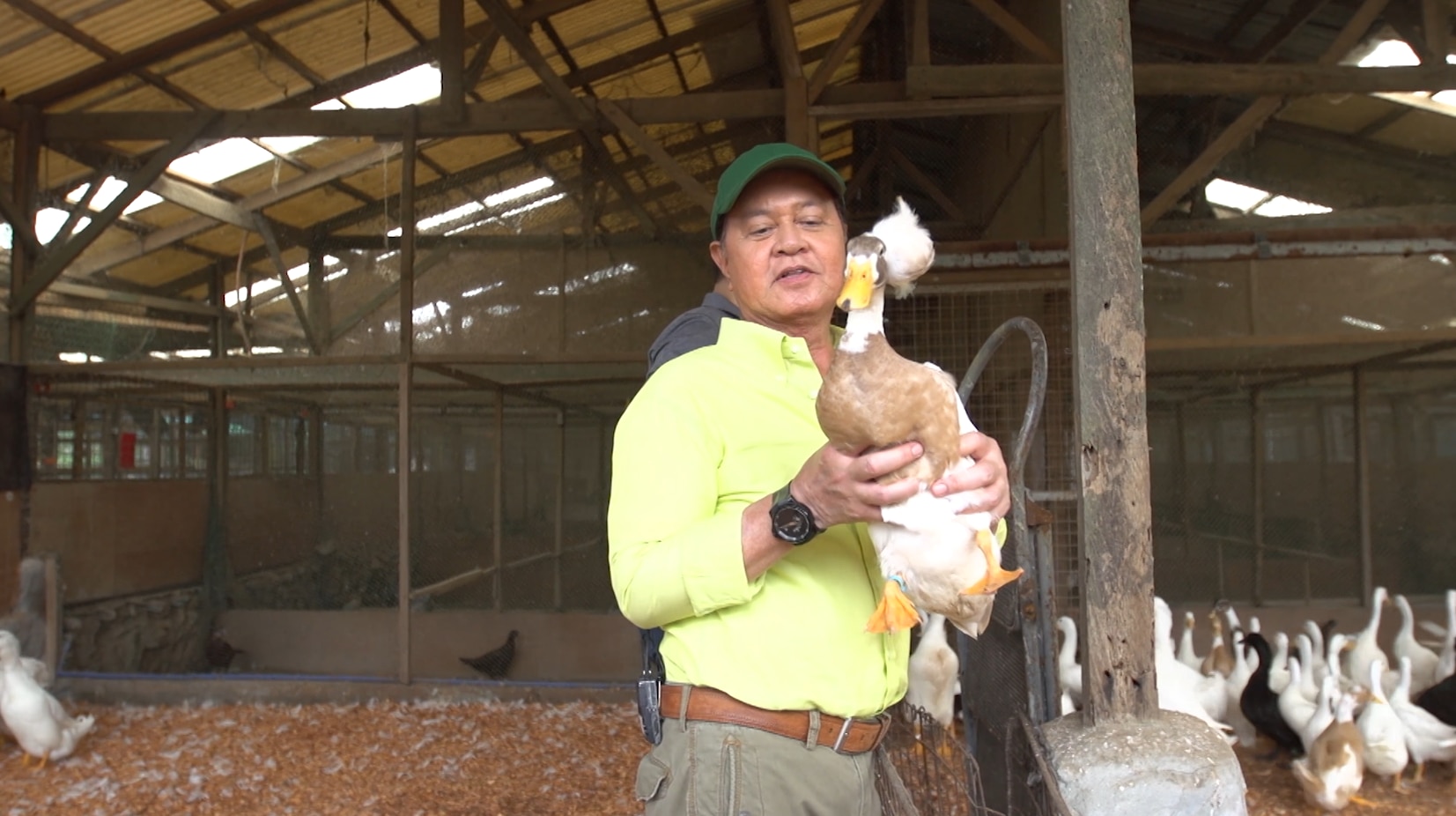 Kabayan holds duck
